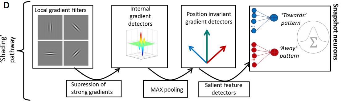 Neural model for shading pathway in biological motion stimuli