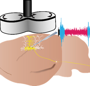 Brain stimulation and cortical plasticity