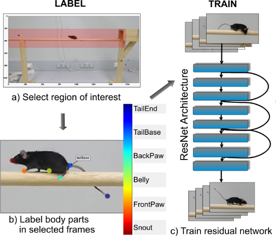 Detecting and Quantifying Ataxia-Related Motor Impairments in Rodents Using Markerless Motion Tracking With Deep Neural Networks