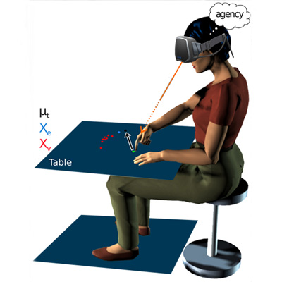 Neural representations of sensory predictions for perception and action