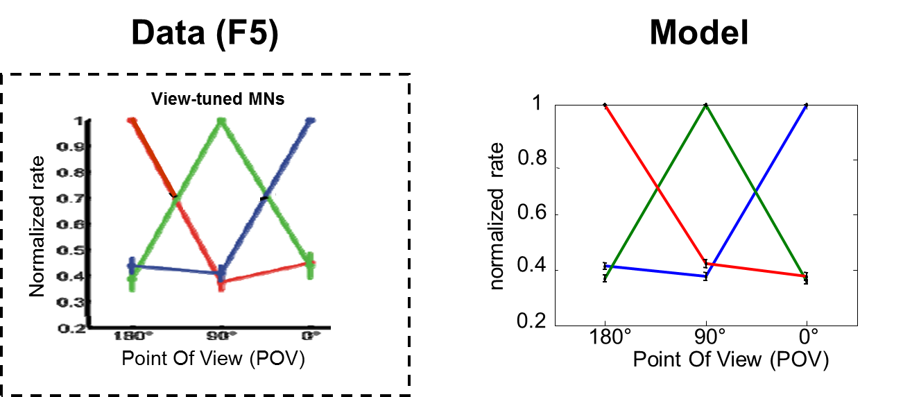 View-dependence of mirror neurons