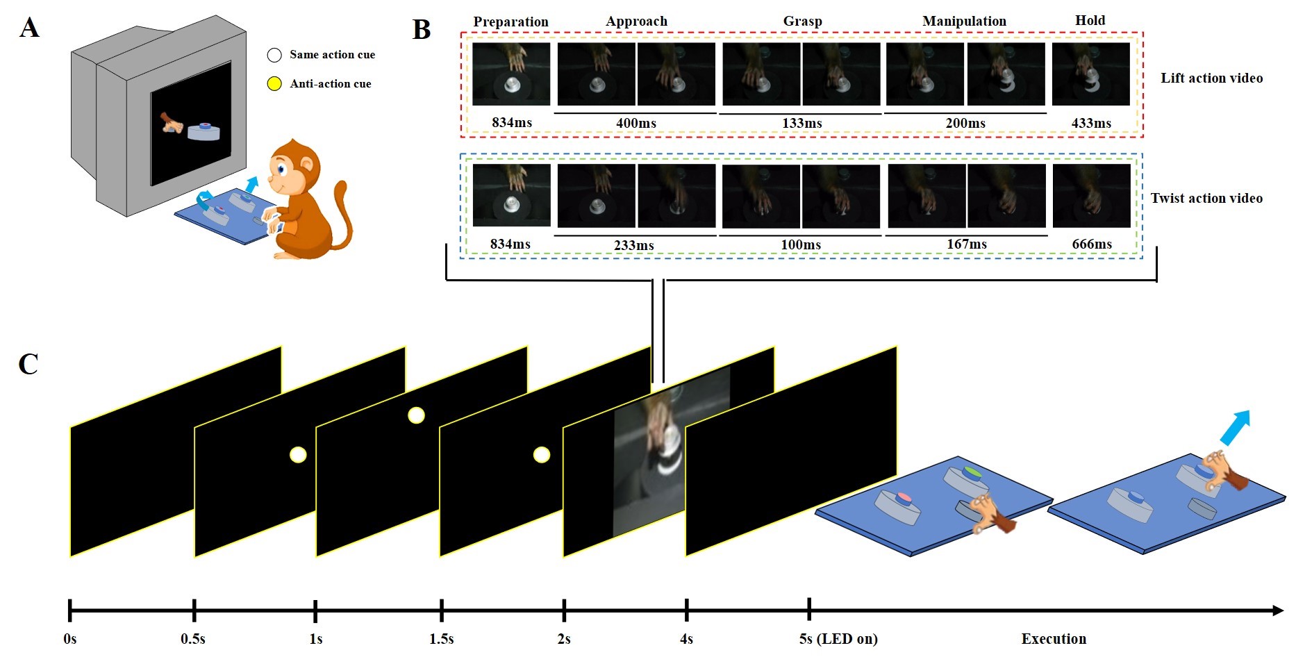 A monkey observes a video of another monkey performing an action. After pausing briefly, the monkey is tasked with performing either the observed action, or a different one.